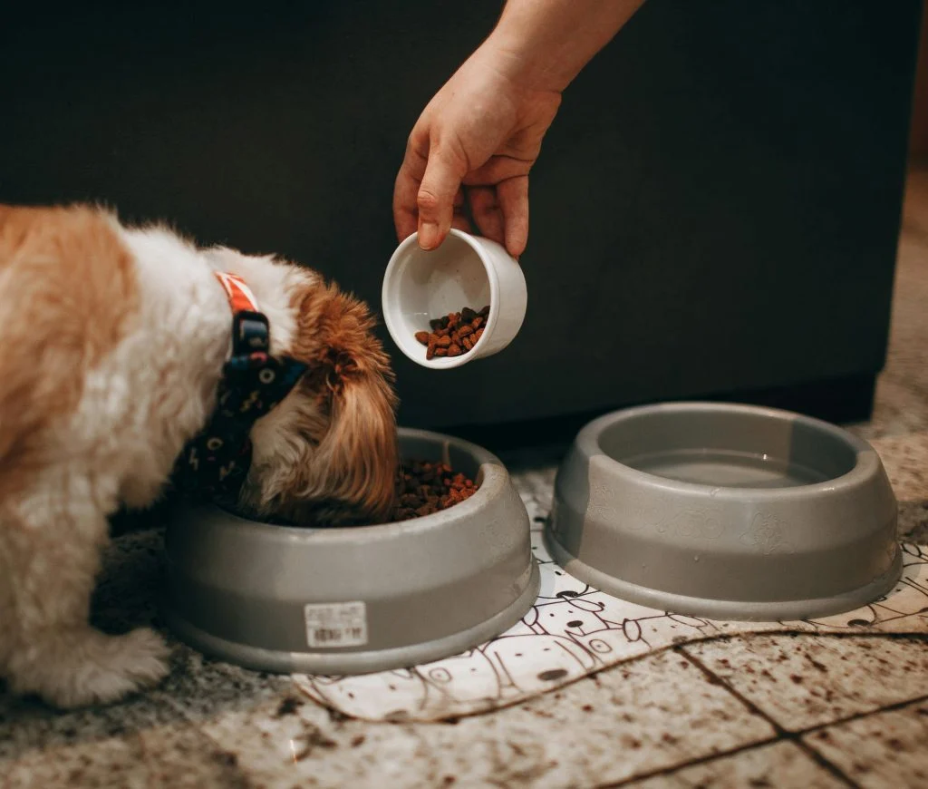 Daily pet care checklist with feeding area and hygiene tasks