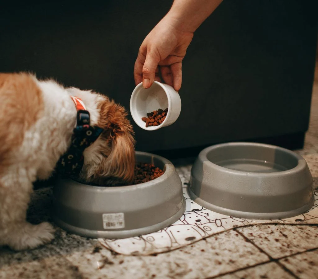Pet food and water bowls, a feeding mat, and a measuring cup on a clean floor
