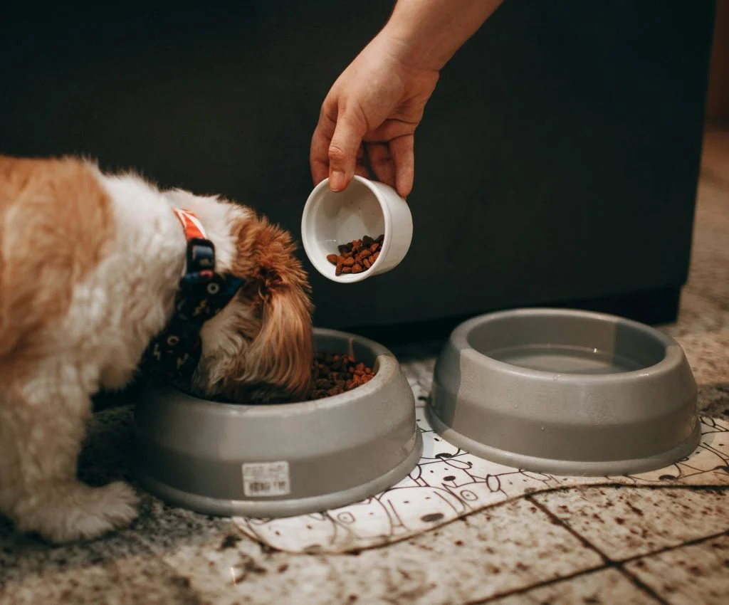 Illustration of a pet owner holding a food bowl with a confused expression