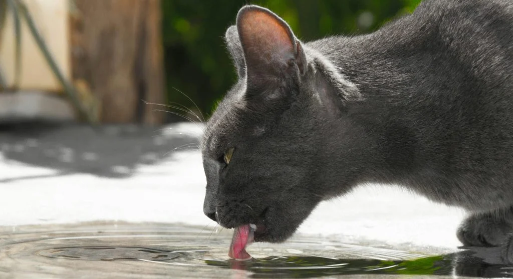Illustration of a dog drinking water with a healthy immune system