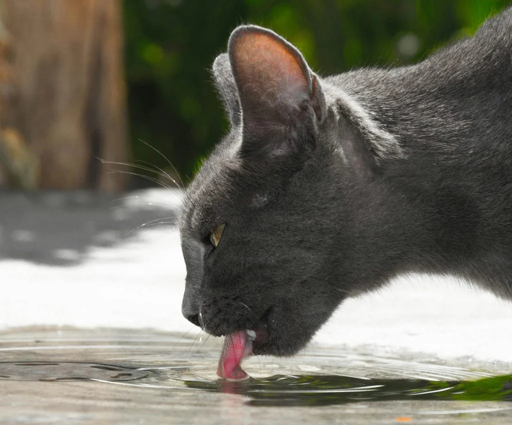 Dog drinking water from a bowl on a sunny day