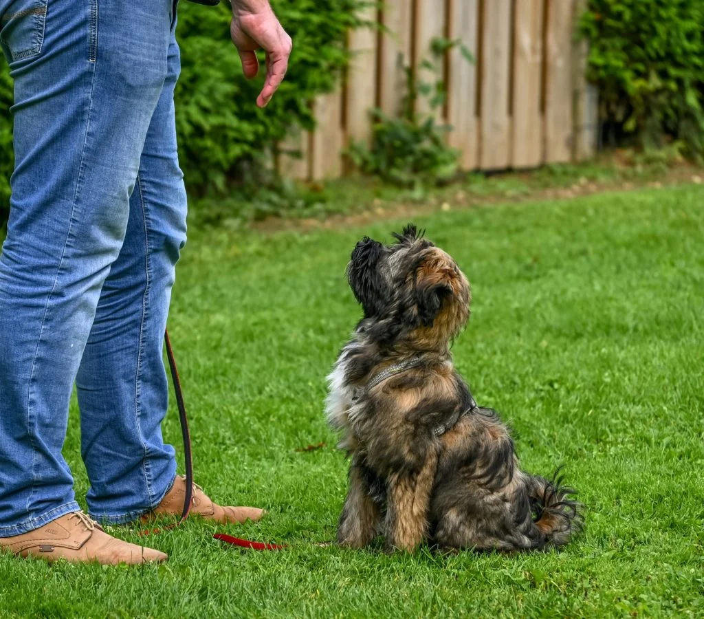 Dog being trained by owner to correct behavior problems