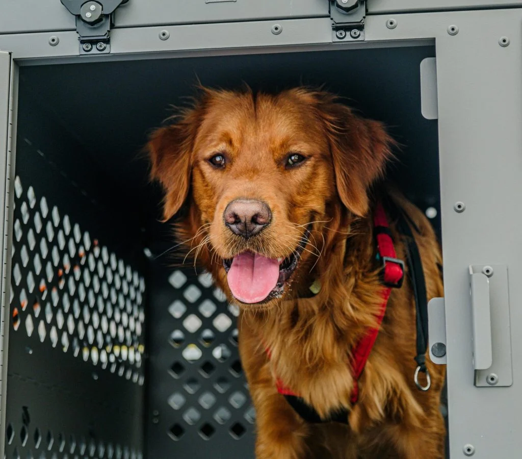 Infographic on pet safety do's and don'ts for a safe environment