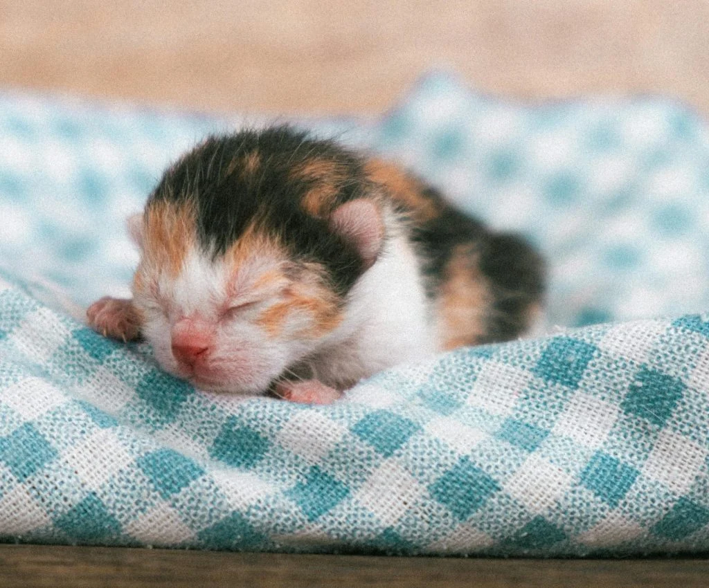 Adorable new pet sleeping peacefully in a cozy environment