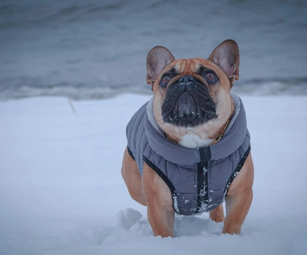 Pet owner bundling up dog for cold weather walk
