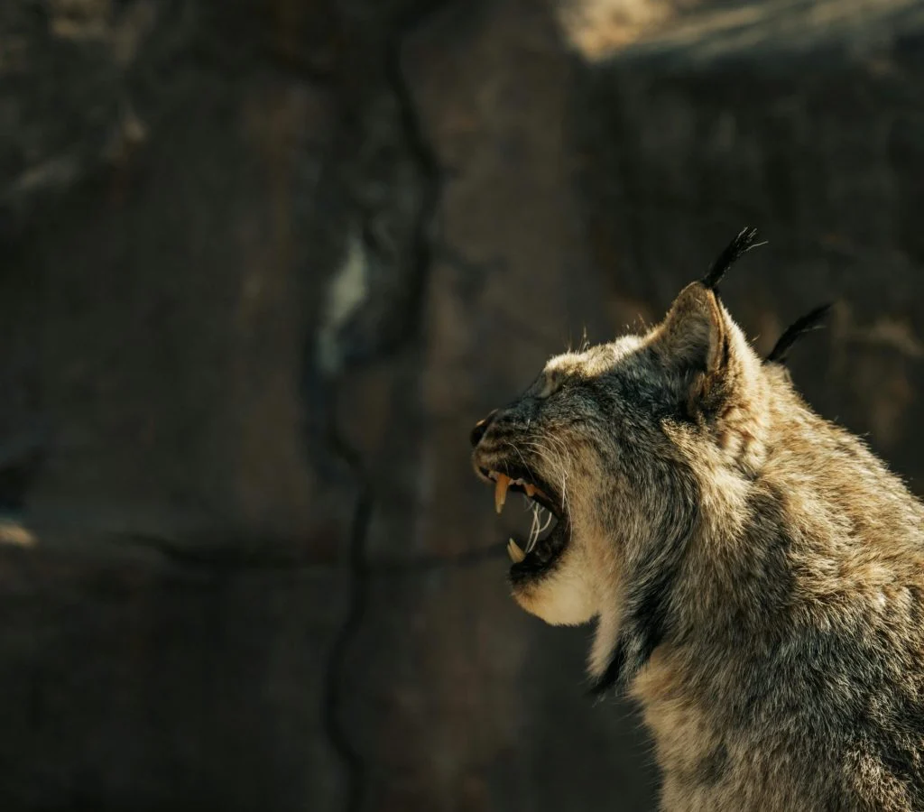 Image of a pet exhibiting warning signs of danger