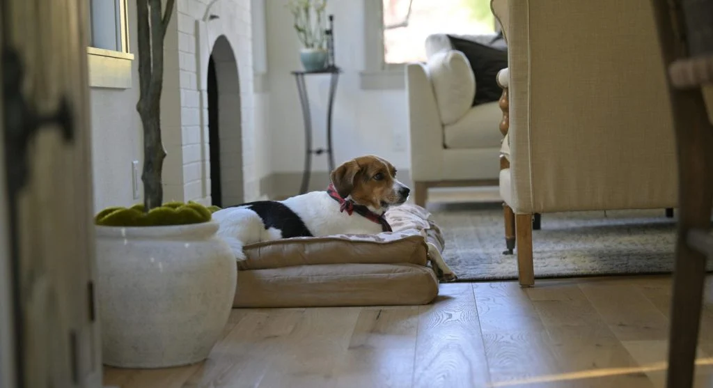 Dog resting on a pet-proofed couch with pillows and toys around