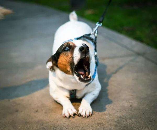Common Pet Behavior Problems and Simple Ways to Fix Them