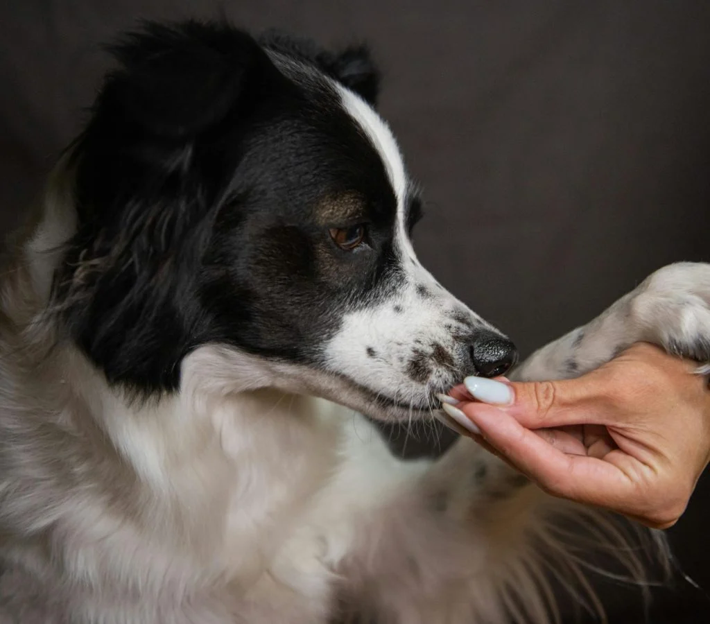 Pet training with rewards and good timing