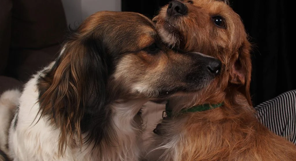 A person hugging their dog, illustrating human-pet bonding