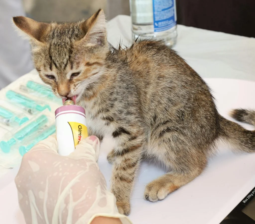 Illustration of pet care needs changing at different life stages
