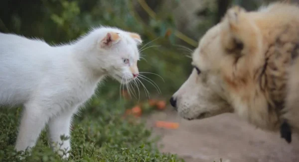 Interesting Pet Facts Most Owners Don’t Know