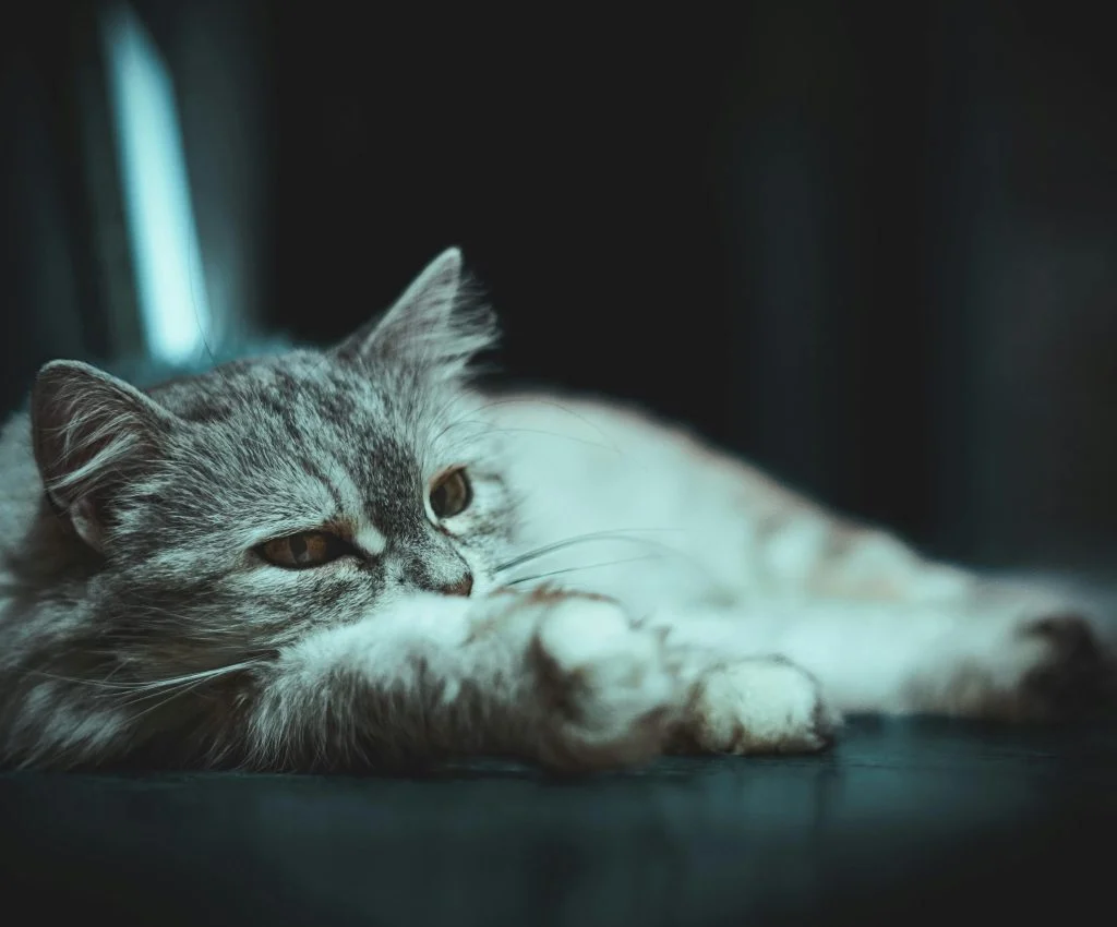 A pet showing signs of illness, such as loss of appetite