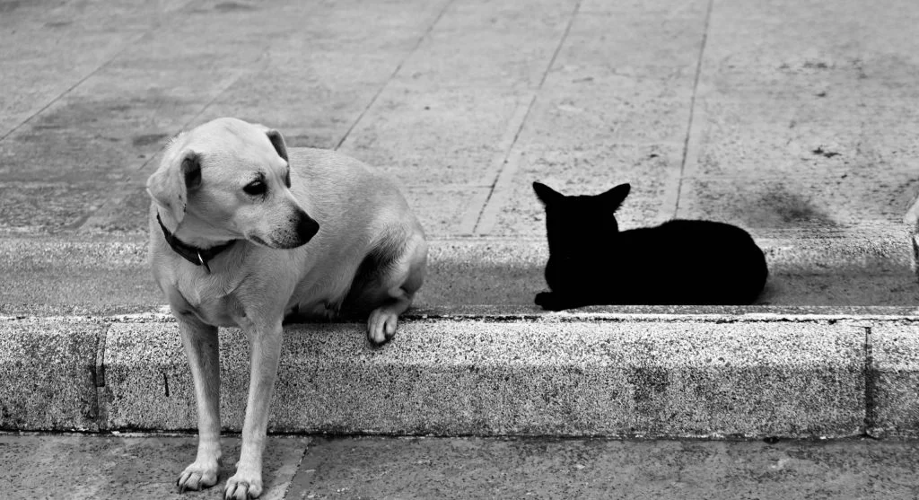 Illustration of a dog and cat responding to human voice tone