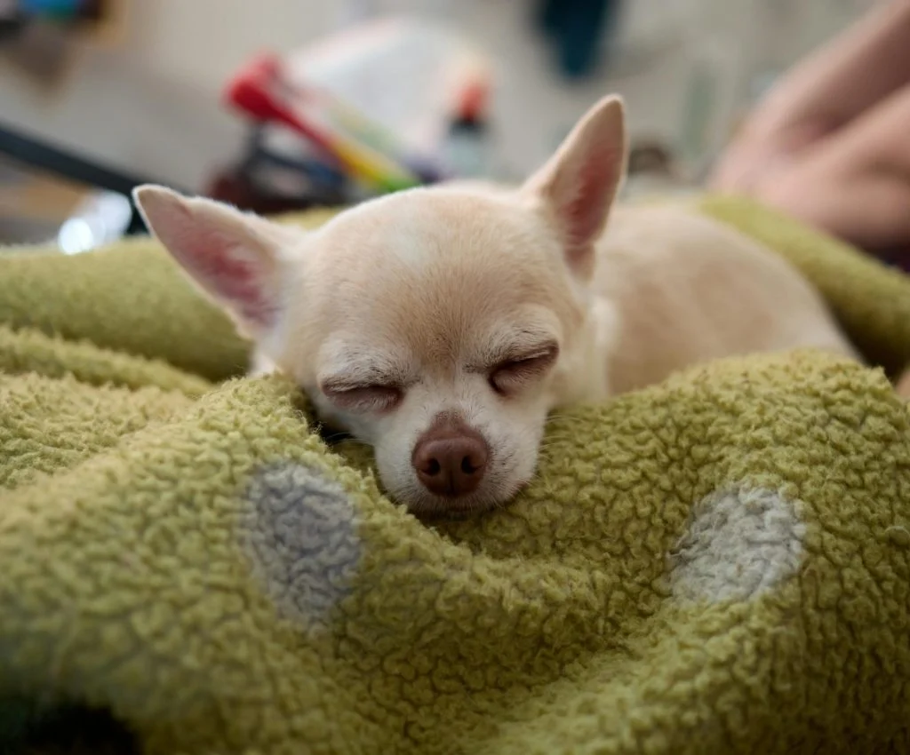 Pet sleeping at night with a calm atmosphere