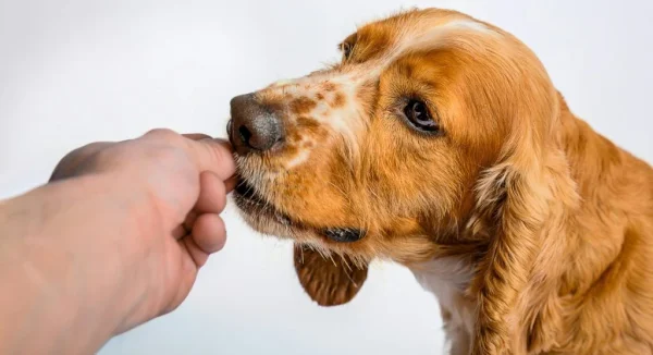 How to Stop Common Bad Pet Habits Without Stress or Confusion
