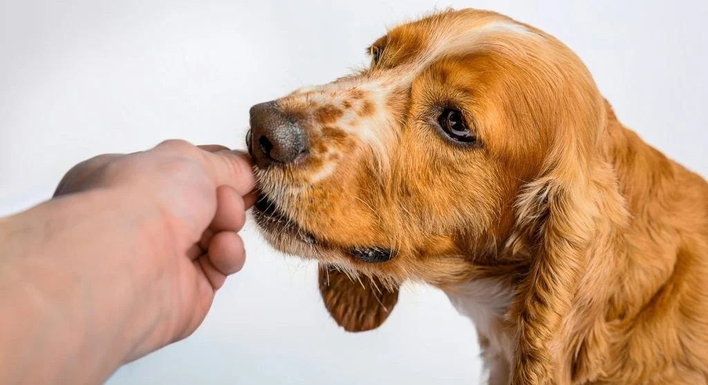Dog training to stop bad habits