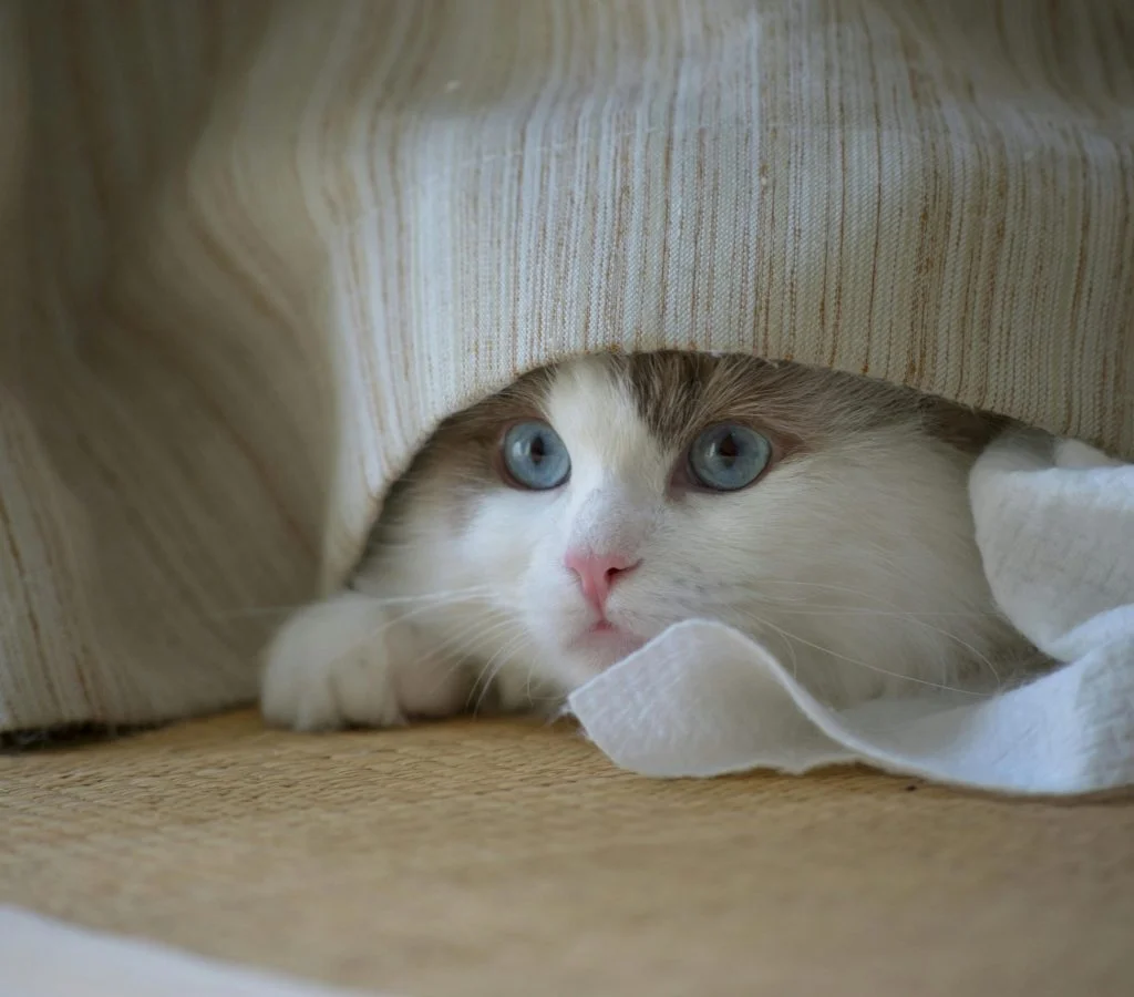 Cat hiding behind couch during indoor hide and seek game
