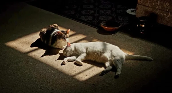 How to Help a New Pet Adjust Quickly Without Stress