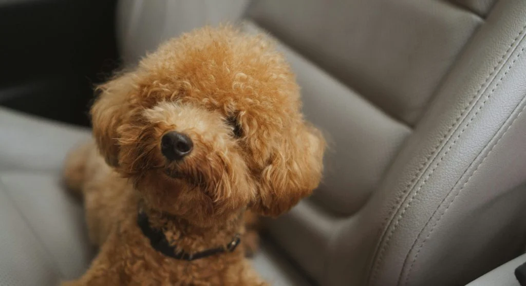 Photo of pet supplies and accessories for new pets