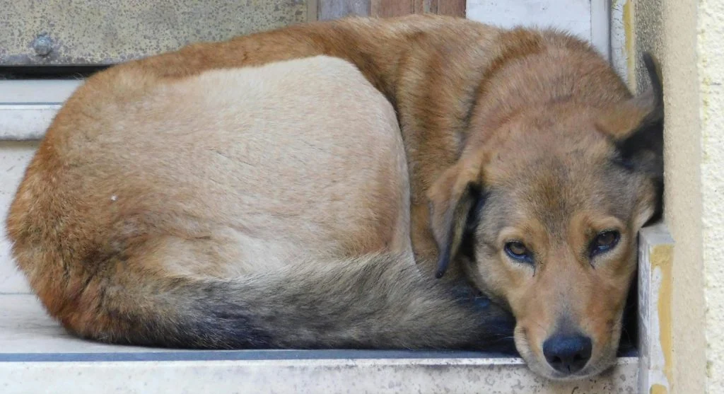 Dog looking anxious in a stable home environment