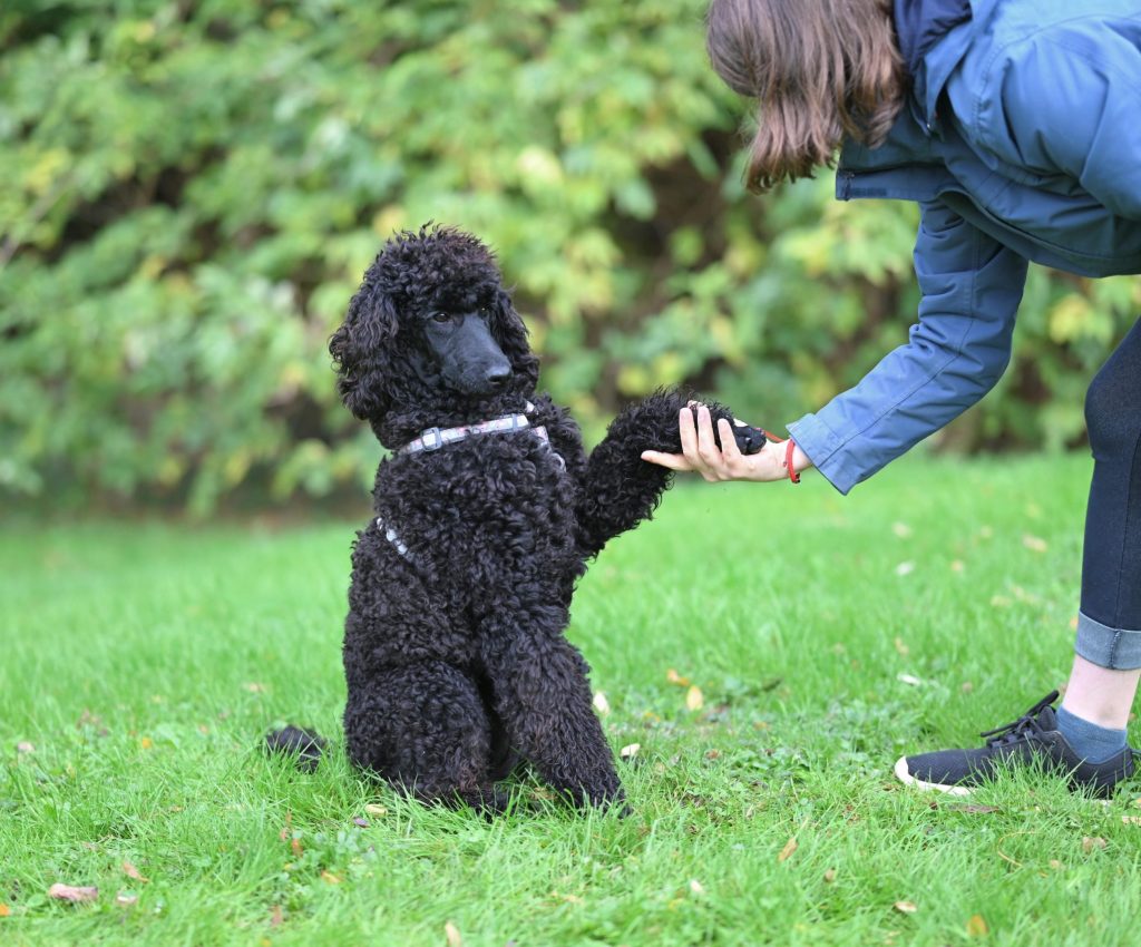 New pet owner holding and cuddling their dog
