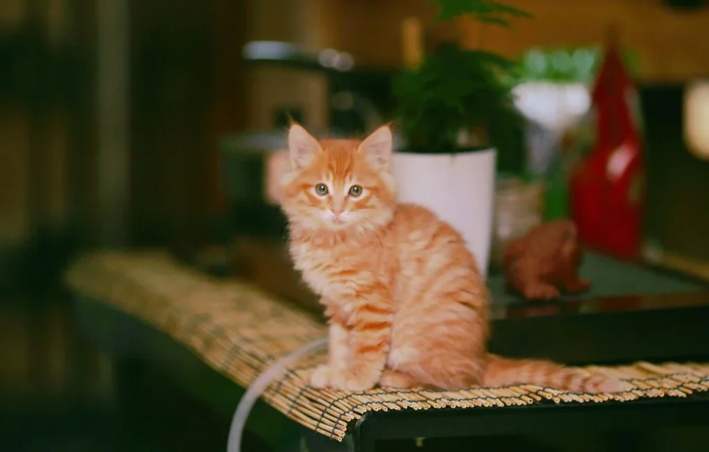 New pet in a new home, first day of adjustment