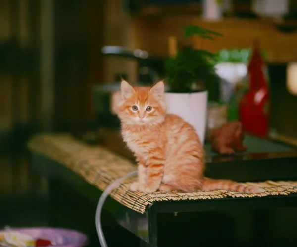 What to Do in the First 24 Hours After Bringing a New Pet Home