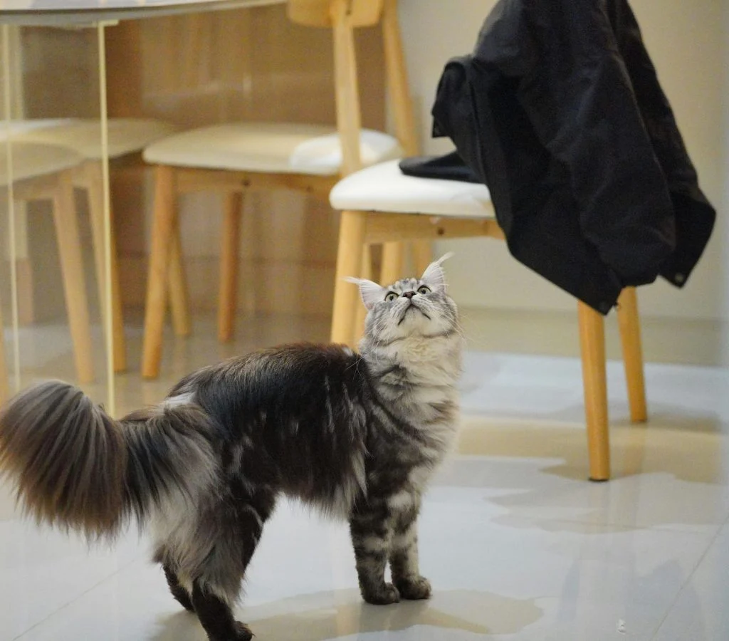 A happy cat sitting on a windowsill indoors, highlighting the benefits of keeping pets indoors