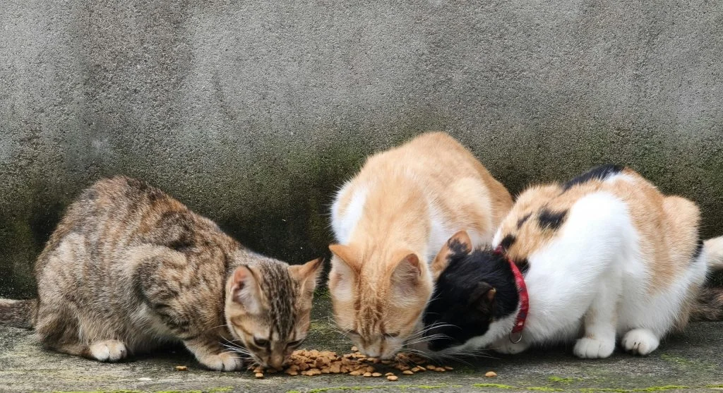pet nutrition affects long term health