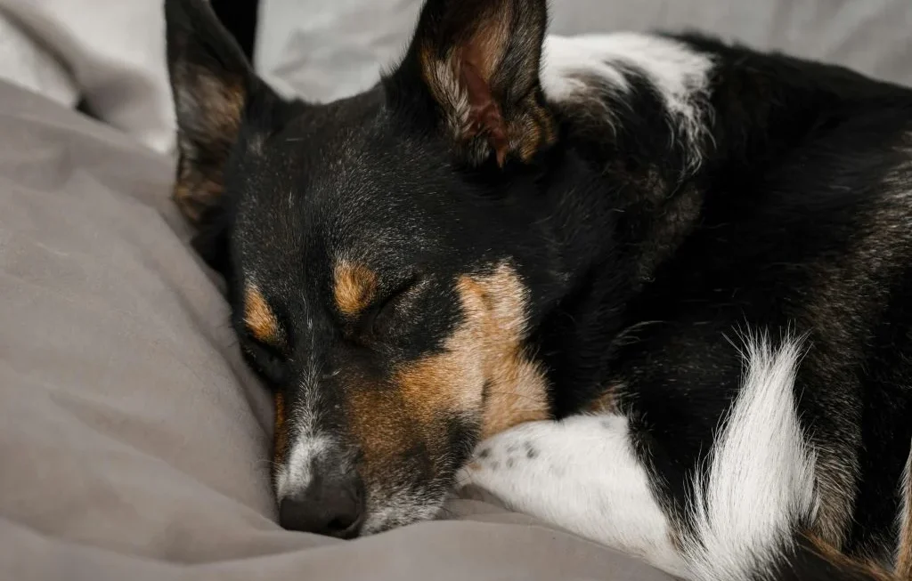 A comfortable pet sleeping on a cozy bed