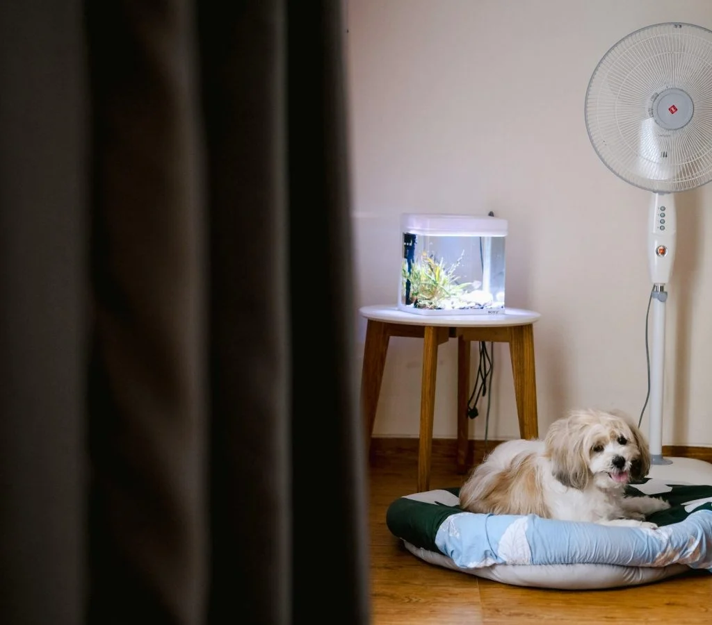 Pet-friendly home with dog and cat in a cozy living room