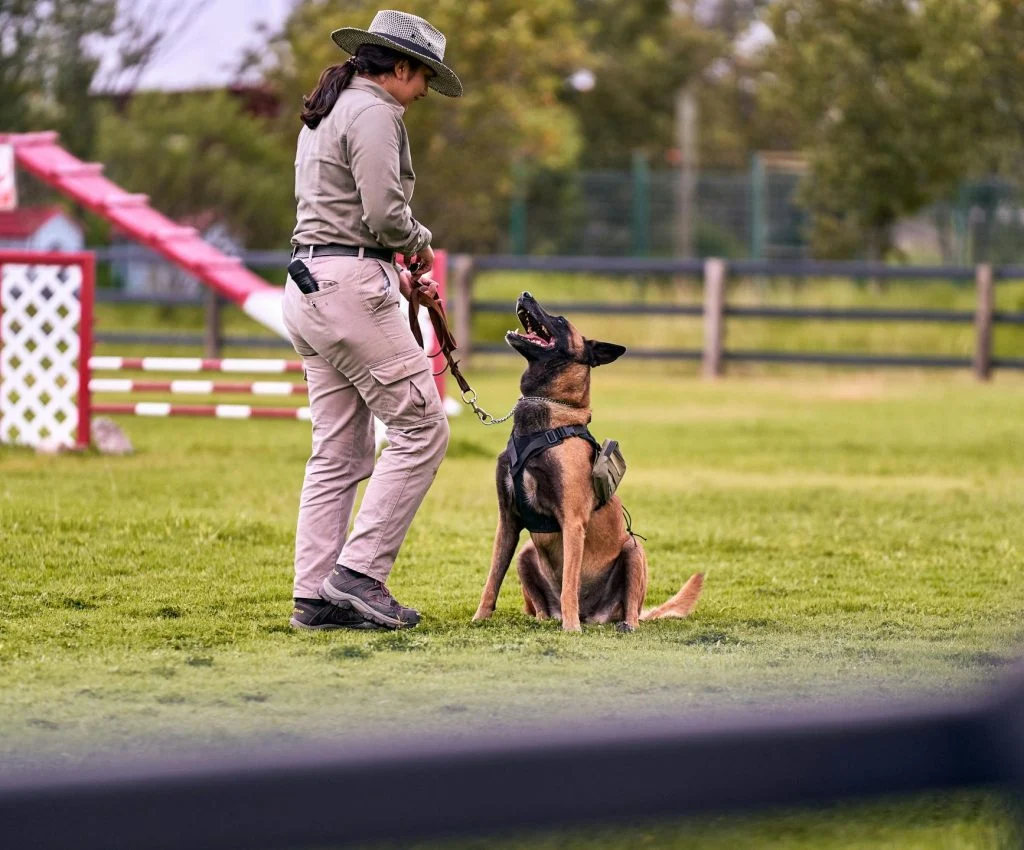 Dog or cat exhibiting calm behavior after misbehavior correction