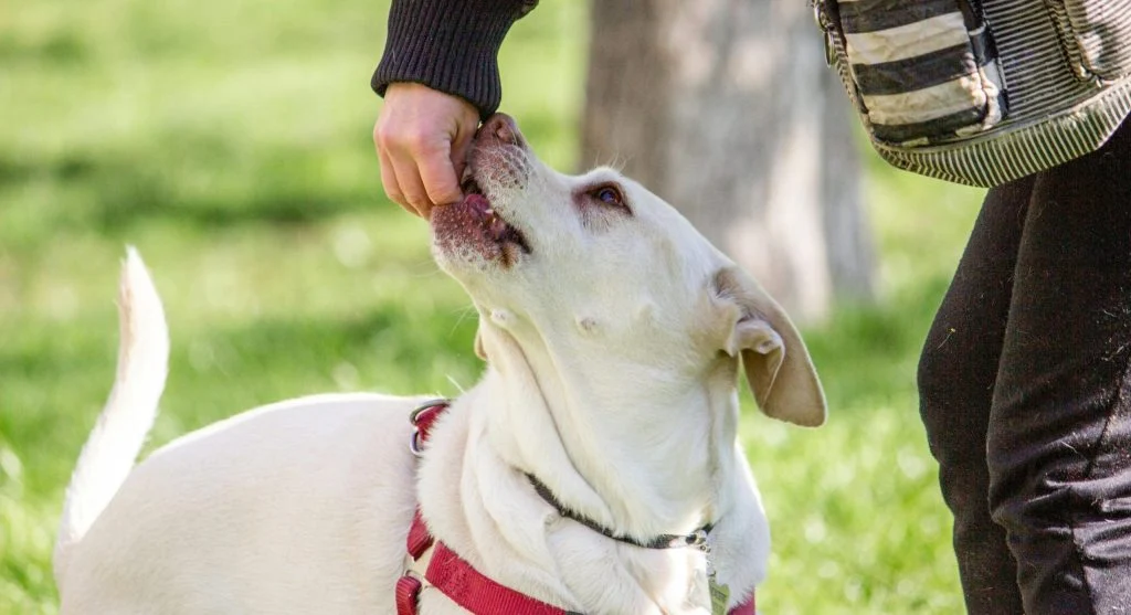 Pet owners stopping bad habits in their pets
