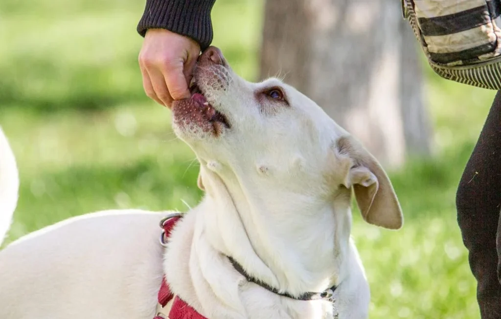 Pet training illustration with a happy dog and owner