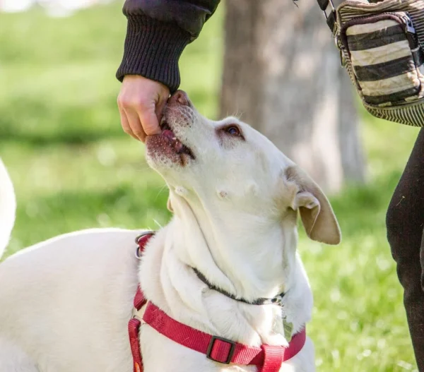 Quick Pet Training Tips That Work Fast for Better Behavior