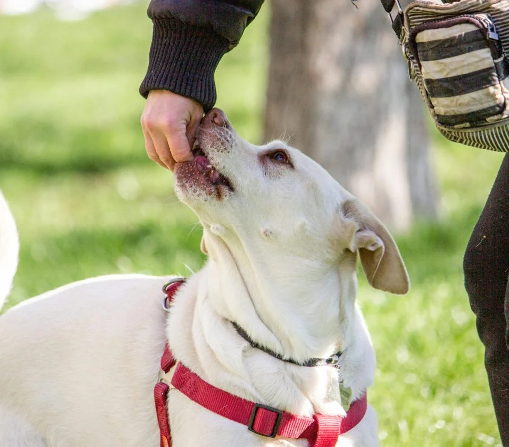 Pet training illustration with a happy dog and owner