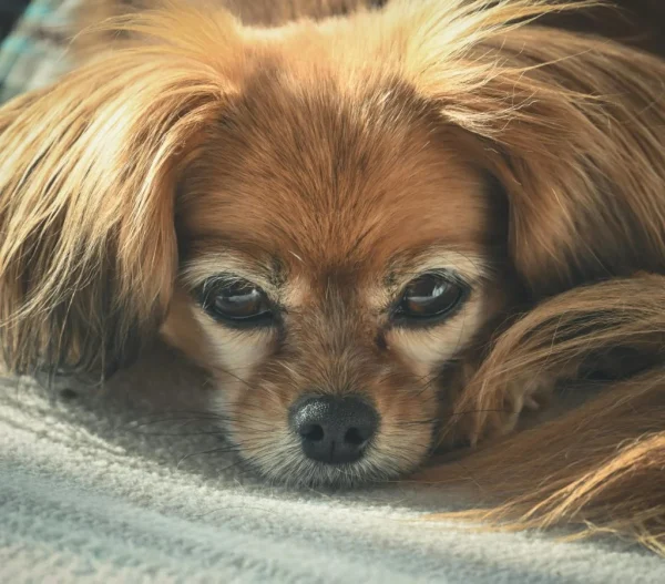 How to Choose the Right Pet for Your Lifestyle and Home