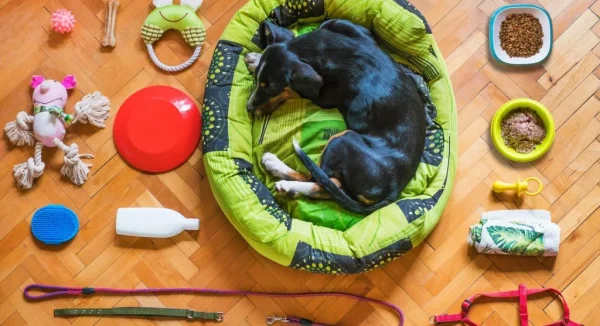 Things to Prepare Before Bringing a New Pet Home