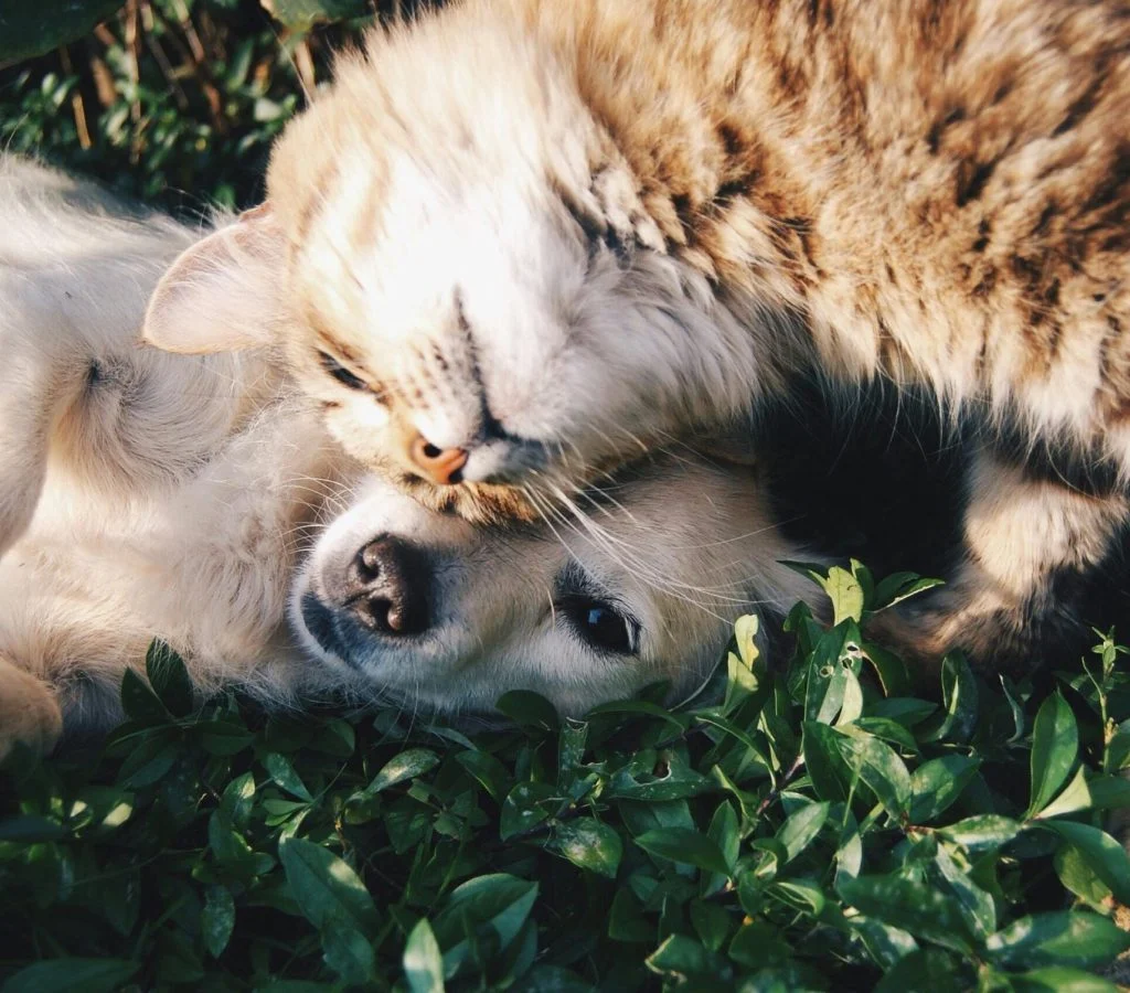 A calm pet after solving behavior problems
