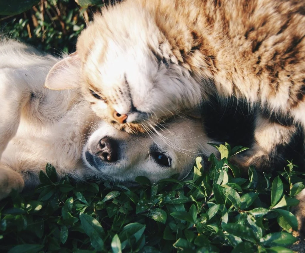 A hyperactive pet exhibiting misbehavior due to excess energy