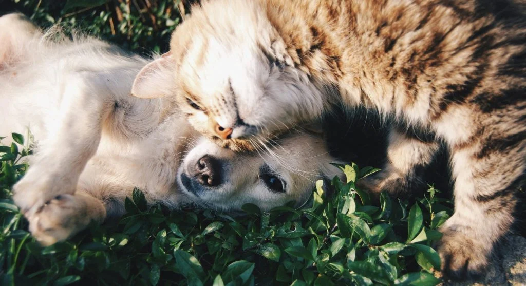 dog body language signals