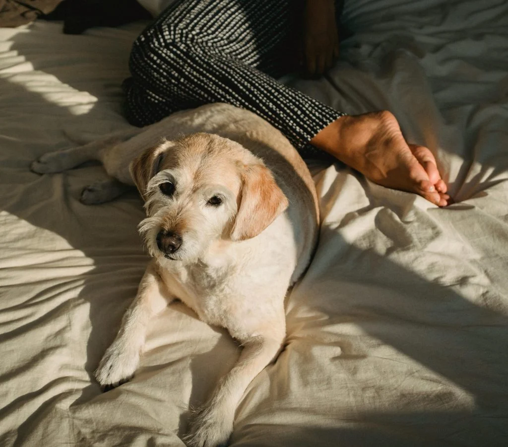New pet owner giving a pet a comfortable night rest