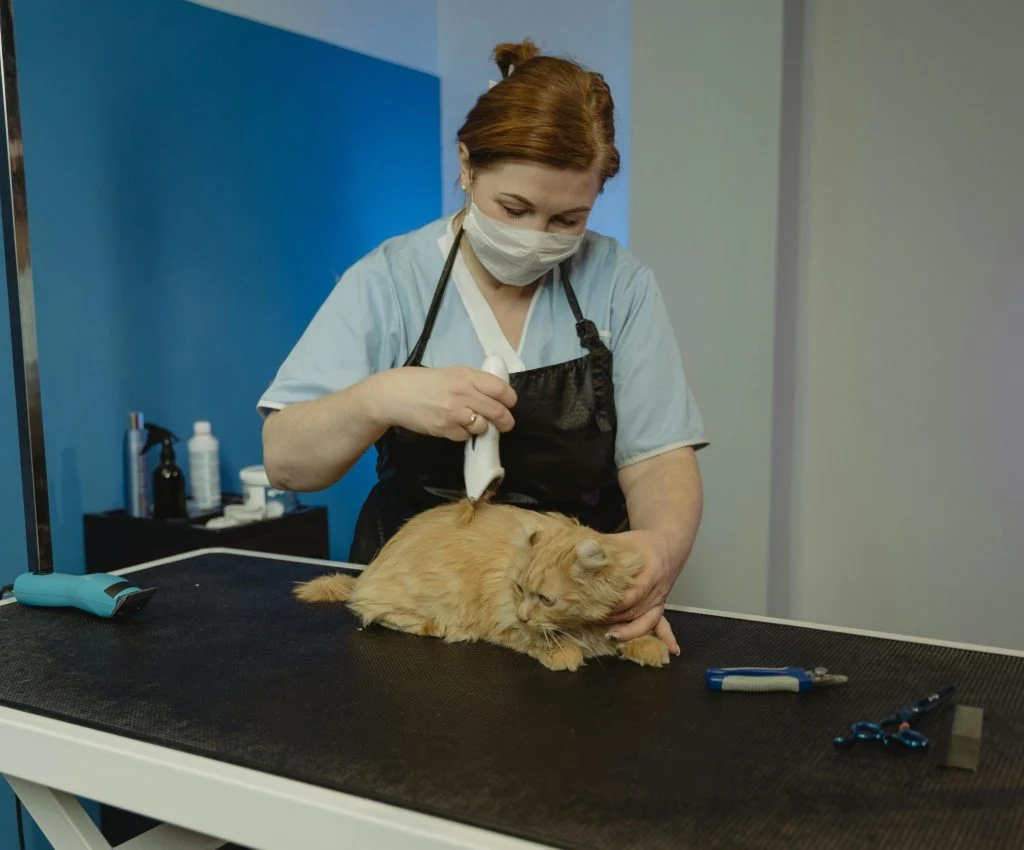 Simple habits for a happy pet