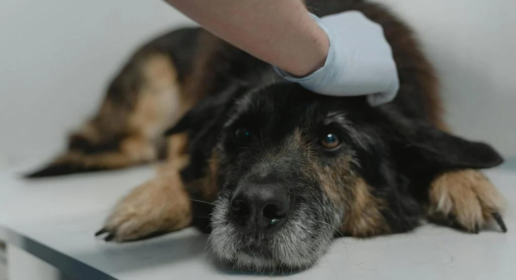 Illustration of a person checking a pet's breathing