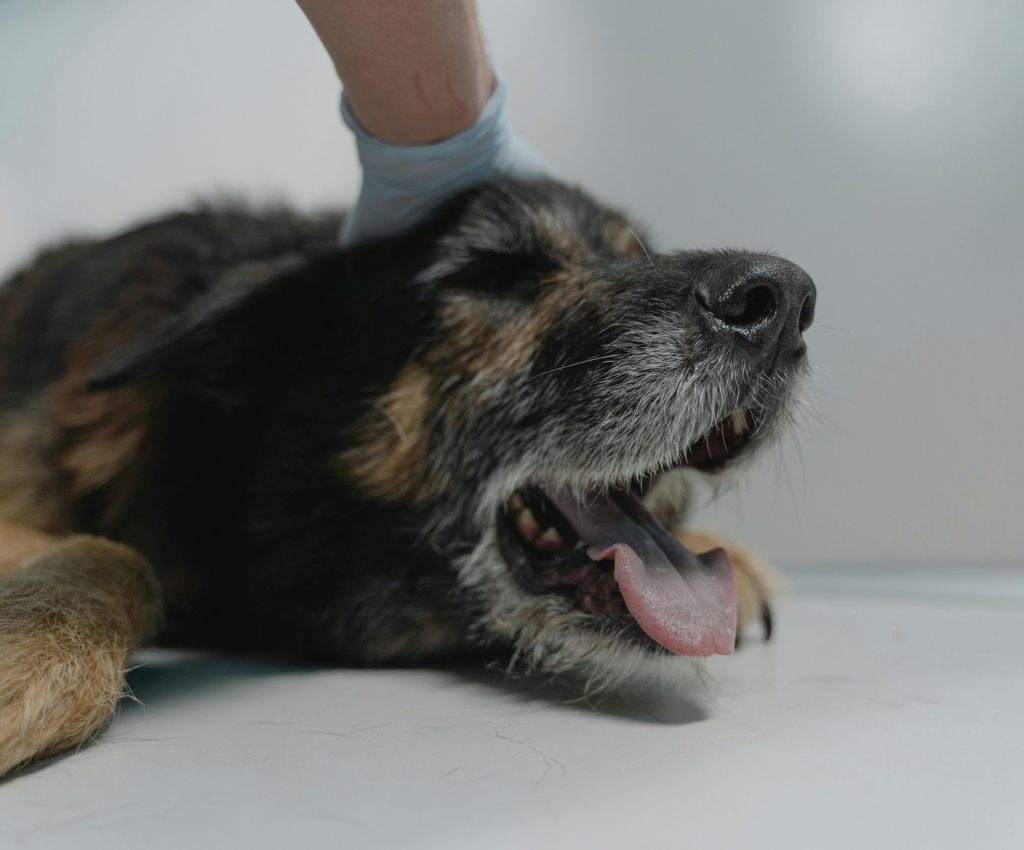 A healthy pet and a pet showing unwell signs with a recovery graph