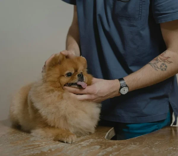 Top Pet Care Tips Every Owner Should Know for a Healthy Pet