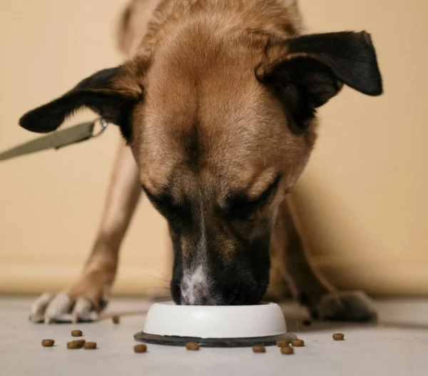 Things to Do Before Bringing a New Pet Home