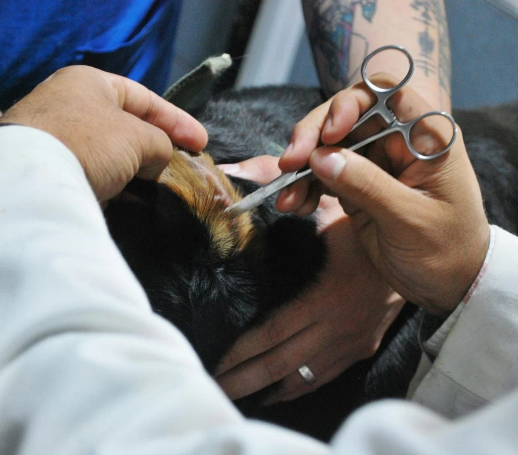 A happy and healthy pet after receiving proper care