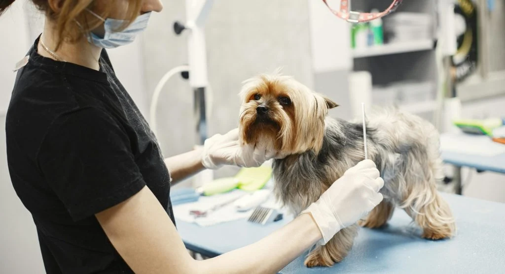 Image of a clean room with pet care supplies